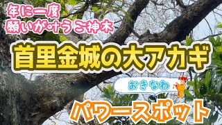 【願いが叶う!?】沖縄のパワースポット「首里金城の大アカギ」