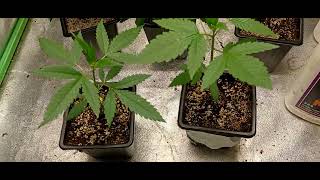 high-end Marijuana complete grow series growing using advanced nutrients