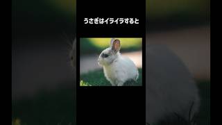 【雑学】ウサギの秘密を暴露します🤐その2