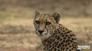 Meet Kulinda the Cheetah at Werribee Open Range Zoo