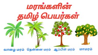 மரங்களின் பெயர்கள்   |  Learn trees name tamil and english   |  kids educational videos