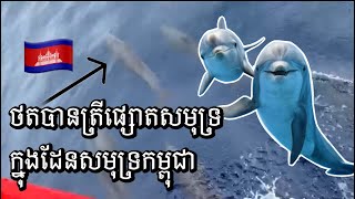 ត្រីផ្សោតសមុទ្រ(Dolphin) ជាច្រើនក្បាលបង្ហាញខ្លួនក្នុងដែនសមុទ្រកម្ពុជា 🐬🏝📸 វិដេអូពី : Fishing Zone