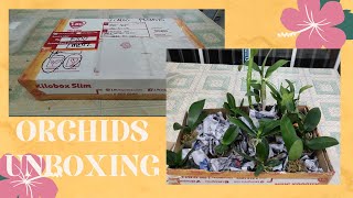 Orchids unboxing Philippines | Phalaenopsis and Dendros