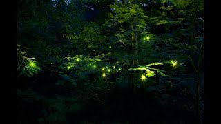 Fireflies in Goumenissa by Nektarios Nanos aka NN's Eye