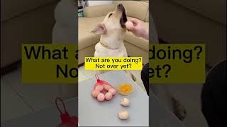 Funny Animal Videos. Canine Physicist 80!  #dog #funny #animals # #doglover #caninebehavior