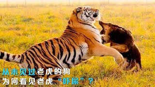 从未见过老虎的狗，为何看见老虎就“吓尿”？真是血脉压制？