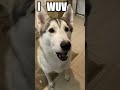 Husky Dog Says 