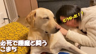 眠気に襲われる姿が可愛いラブラドールレトリバー【こまちの日常動画】