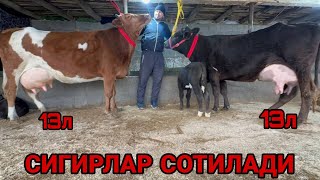 ЗАЙНИДИНДАН 100% БОЛЛАРИ НОВВОС СУТЛАРИ КУП ЁШ СИГИРЛАР СОТИЛАДИ SOTILADIGON SIGIRLAR 5 января 2025