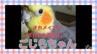 オカメインコごじらちゃん、会いたかった🎵