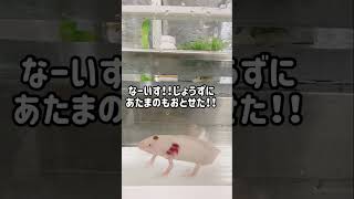 失敗！頭におとしてしまう…。ウーパールーパーの餌やり〜ウパ美〜