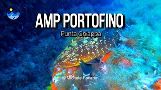 Immersione a Punta Chiappa - Grotta dei Gamberi - AMP Portofino - Diving on Portofino Marine Park 4K