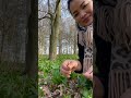 มาตัดกระเทียมป่าขึ้นเองตามธรรมชาติ ฟรี ต้นอวบๆขาวๆเต็มป่าเลยค่ะ wild garlic in denmark