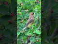 Cedar Waxwings