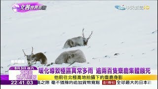 2019.08.03【文茜世界周報】暖化導致極區異常多雨　逾兩百多麋鹿集體餓死