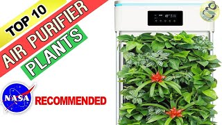 10 Best Air Purifying Plants - NASA Recommended House Plants |  Indoor Air Purifier Plants