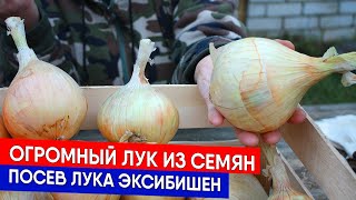 Огромный лук из семян - посев лука Эксибишен