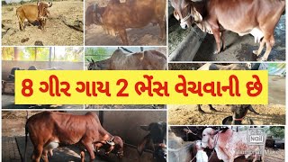 ગીર ગાયો 8 વેચવાની છે ગુજરાતમાં, 1 વેતર ની કિંમત 35 હજાર આજુબાજુ, દૂધ 10+ દિવસનું HF ગાય દૂધ 20+ abs