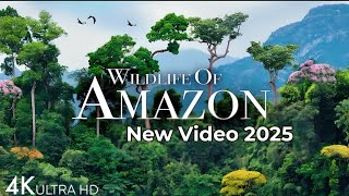 Wildlife Of Amazon 4K । Amazon Rainforest । Amazon ka jungle । Amazon Forest । 4K Video । 8K Video