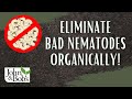 How To Get Rid Of Nematodes | Eliminate Bad Nematodes and Grubs Organically!