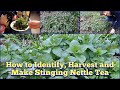 How to Identify, Harvest and Make Stinging Nettle Tea