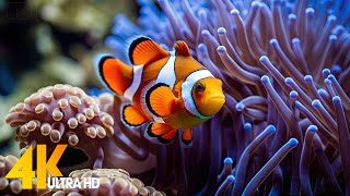 Aquarium 4K VIDEO (ULTRA HD) 🐠 Beautiful Coral Reef Fish - Relaxing Sleep Meditation Music #106