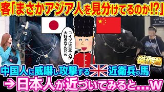 【2ch海外の反応 総集編】「嘘！？アジア人を見分けてるの！？」中国人には威嚇し攻撃するイギリス近衛兵の馬→日本人が近づくと…w【作業用 睡眠用】【ゆっくり解説】