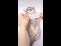 😍kitty salon super cute kitten baby cat having spa treatment full service