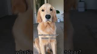 my dog is not a fan of goats #dog #dogs #goldenretriever #funnydogs #comedy #shorts #golden #pets