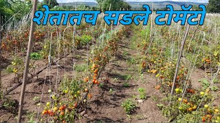 शेतात सडताहेत टोमॅटो | Tomato