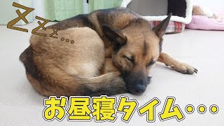 お昼寝タイム･･･　🐶ひみつきちなう！#2🐶  (チワワ トイプードル フレンチブルドッグ マルペキ ミックス犬) 2021年2月9日