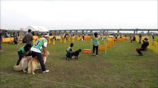 2013フライボール競技大会　準決勝