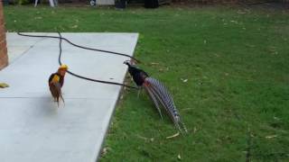 Lady Amherst \u0026 Golden pheasant cocks fighting.