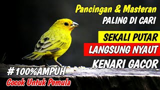 PANCINGAN KENARI GACOR, COCOK UNTUK MASTERAN KENARI PAUD \u0026 PANCINGAN KENARI YANG MALAS BUNYI