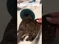 this girl rescued a weak owl on the road and then... animalshorts shortvideo