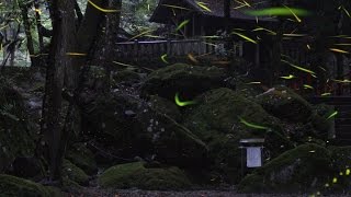 丹波 浄丸神社のホタル２０１５