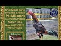 AÇÃO DIGITAL LIBERADA CRIAÇÃO MINAS FORTE #galos #galoscombatentes #criador #galinhascaipiras