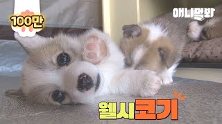 기분이 저기압이신 분들 저녁엔 고기 앞으로 지금은 코기 앞으로ㅣSix Cutie-Pie Welsh Corgi Dog Siblings' Dad Is A Retriever?!