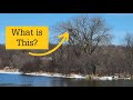 How to Find an Eagle Nest