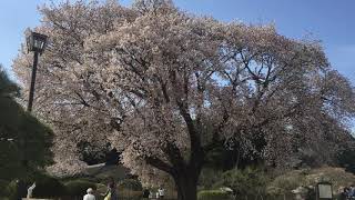 【水戸市】偕楽園左近の桜