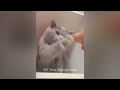 funny dogs and cats videos😛🐶best funniest animal videos 2024