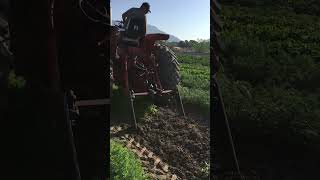 Digging up the Carrots with International Tractor