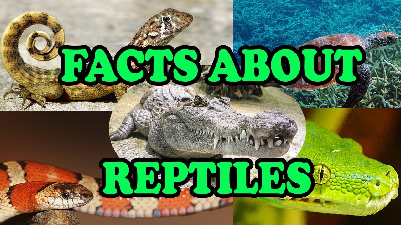 Facts About Reptiles - Science With Kids - YouTube