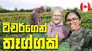 ටීචගේ ගොවිපලේ රවුමක් | Organic Farm In Canada | Canada Sinhala Vlogs | @SehaVlogs