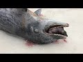 dead dolphin on the beach at delnor wiggins pass state park in north naples fl