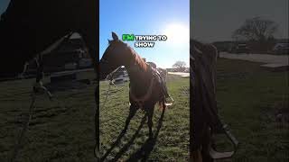 Unlocking Horse Versatility: Groundwork & Gaiting