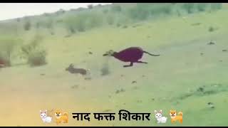 Kolhapur Dog Racing/Dog Resa|Rajmudra/Dog Race Maharashtra/Caravan Dog Race/ Mudhol Hound/ladu 💘💖👑