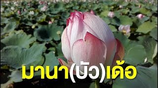 มานาเด้อ บัวนาคาเฟ่อุบล (Ubon Lotus garden) Farm Station