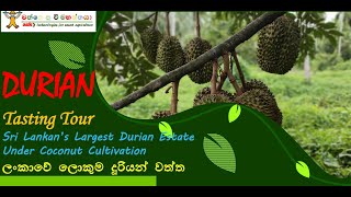 Durian Tasting Tour (Sri Lankan's Largest Durian Estates)