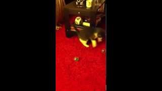 Kitten hunting a small ball - Cute and Funny video